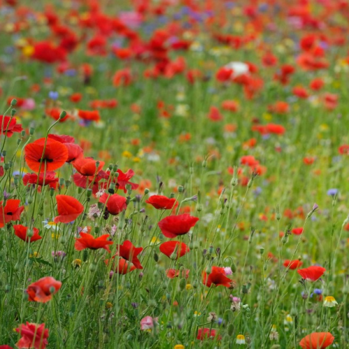 Flores vermelhas atraem mais aves? Estudo explica o motivo