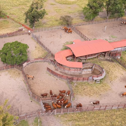 Fazenda gaúcha é modelo para o bem-estar animal no manejo de bovinos