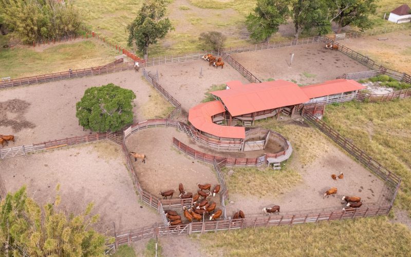 Fazenda gaúcha é modelo para o bem-estar animal no manejo de bovinos