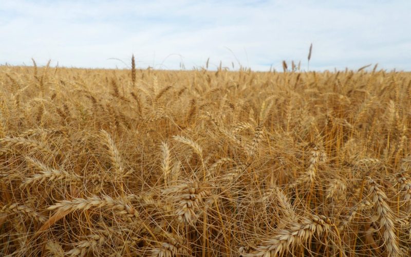 Conab negocia escoamento de 170 mil toneladas de trigo