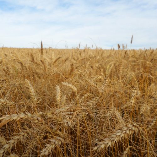 Argentina caminha para recorde histórico de trigo, mas qualidade preocupa moinhos brasileiros