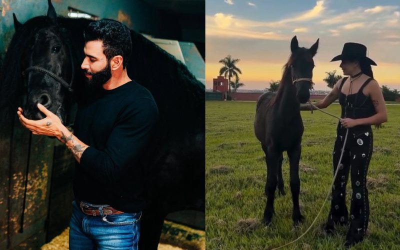 Gusttavo Lima e Ana Castela investem em raça de cavalo de milhões; conheça