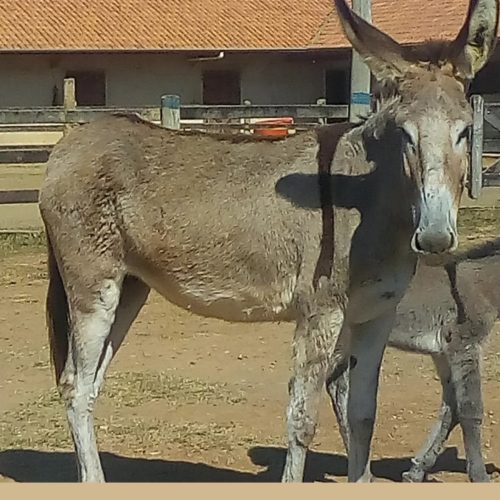 Como o leite de jumenta pode ajudar a salvar bebês prematuros e frear abate de animais
