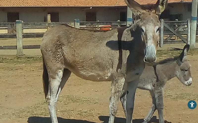 Como o leite de jumenta pode ajudar a salvar bebês prematuros e frear abate de animais