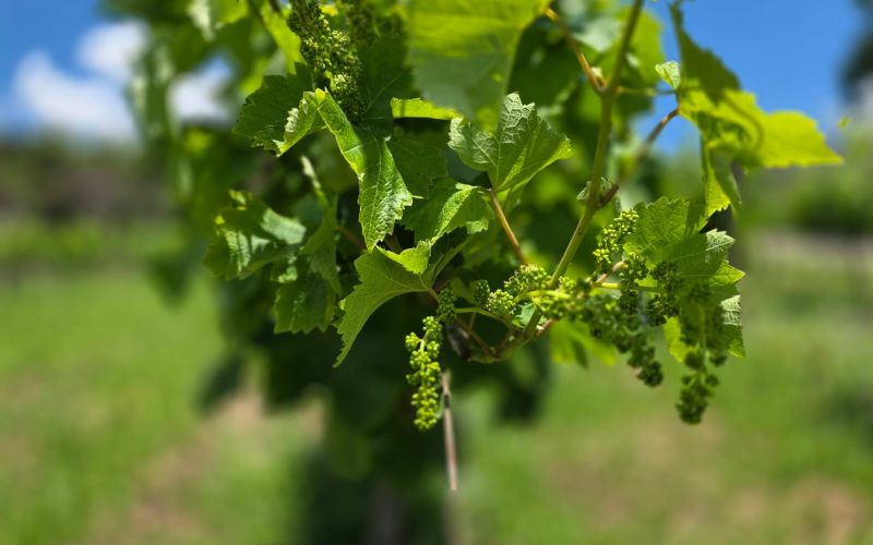 Nova safra de uvas deve ser abundante e com boa qualidade no RS