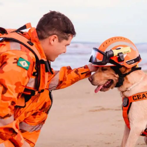 Heróis de quatro patas: conheça o trabalho dos cães das Forças de Segurança do Ceará