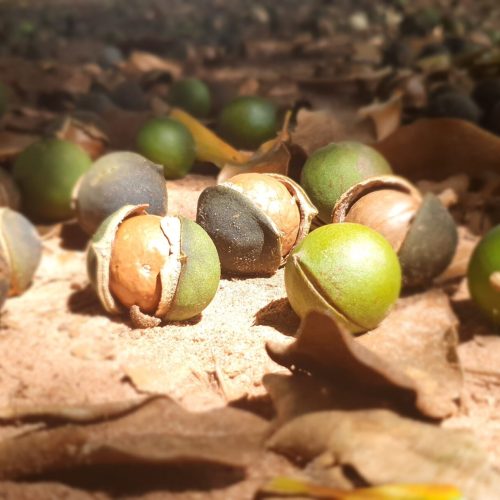 Embrapa lança aplicativo para mapear pragas da macadâmia