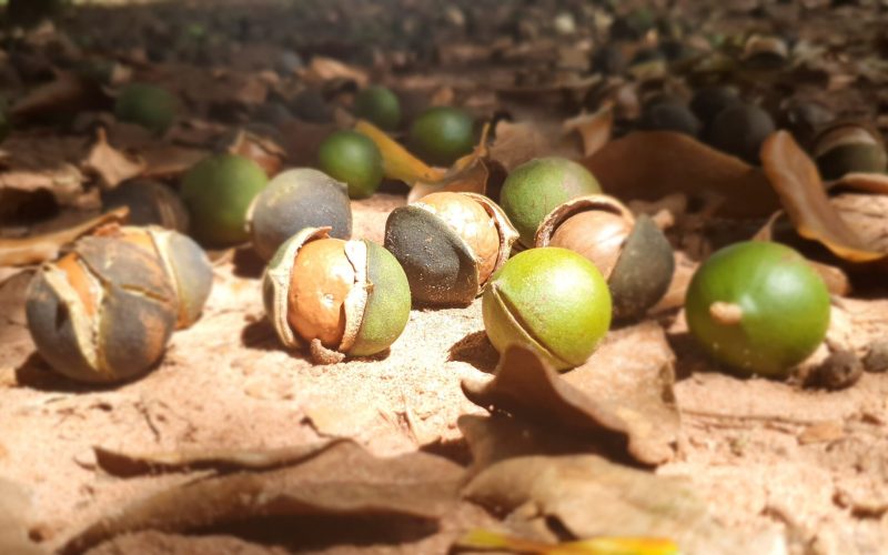 Embrapa lança aplicativo para mapear pragas da macadâmia