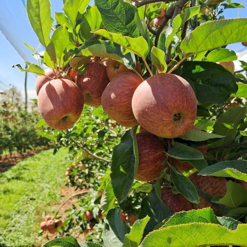 Safra de maçã deve ter aumento de produção e frutas de alta qualidade