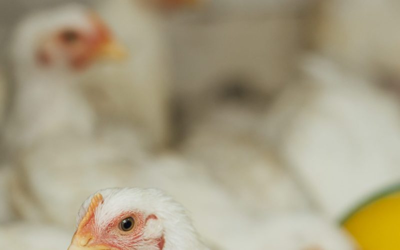 Quais são os sintomas da gripe aviária em aves?