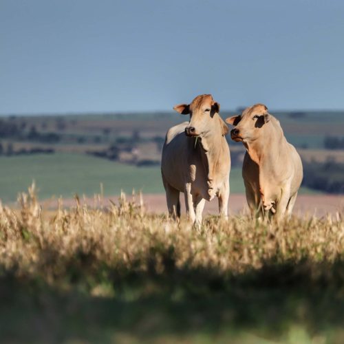 Preço do boi gordo começa a semana com estabilidade