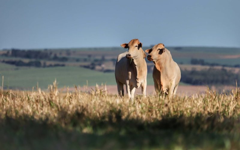 Preço do boi gordo começa a semana com estabilidade