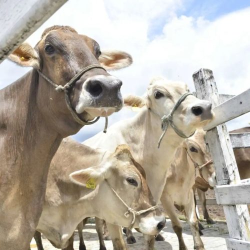Ceará recebe certificado internacional como estado livre da febre aftosa sem vacinação