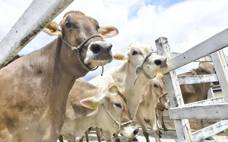Ceará recebe certificado internacional como estado livre da febre aftosa sem vacinação