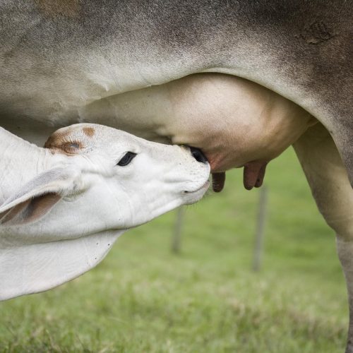 Paraná intensifica combate à brucelose e tuberculose