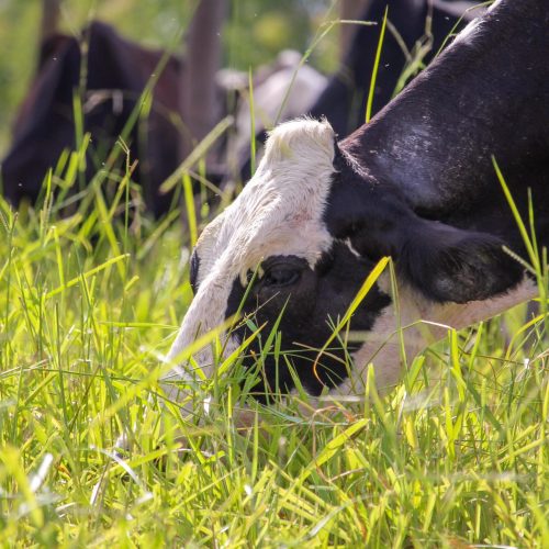 Projetos incentivam produção sustentável de leite