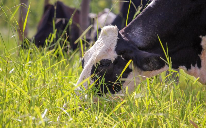 Projetos incentivam produção sustentável de leite