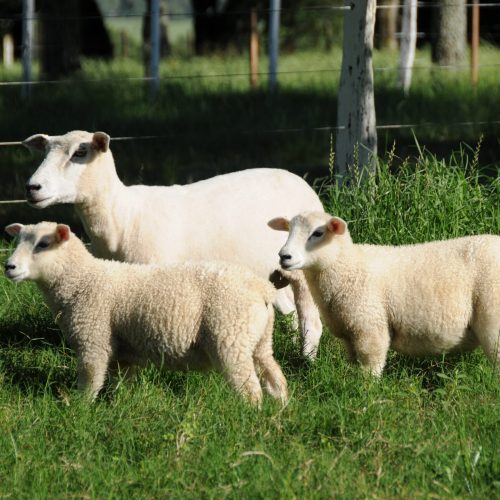 ‘Ovelha do futuro’ pretende tornar criação mais eficiente e lucrativa