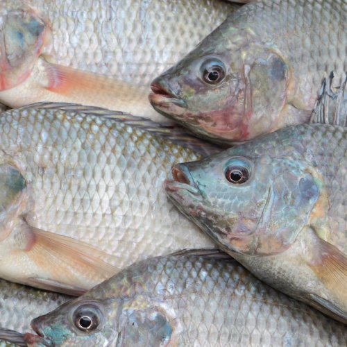 Exportações de tilápia brasileira caem 30% com tarifaço; ouça o comentário