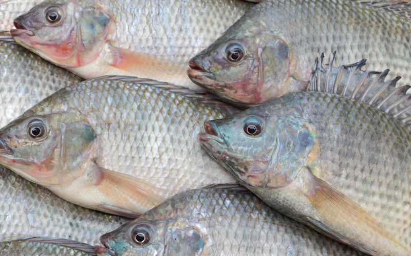 Paraná cria taxa para barrar entrada de tilápia importada após pressão do setor