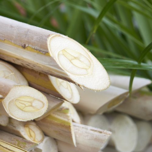 Palmito pupunha do Vale do Ribeira conquista selo de indicação geográfica