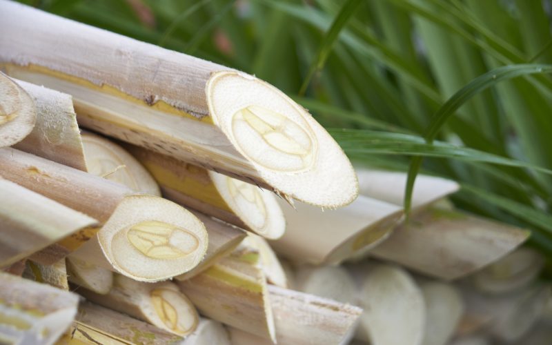 Palmito pupunha do Vale do Ribeira conquista selo de indicação geográfica