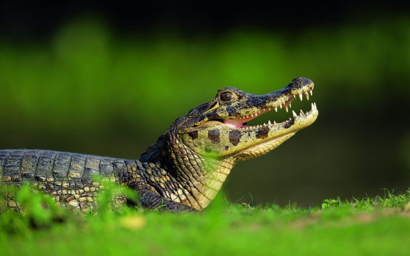 Como criar jacaré: carne do animal está ganhando aceitação no Brasil