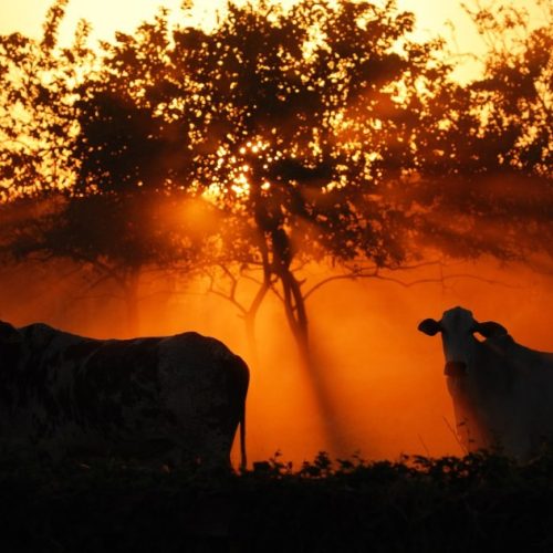 Marfrig anuncia meta para reduzir metano em 33% até 2035