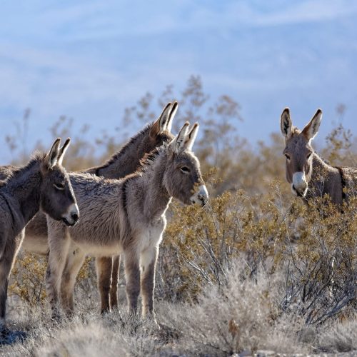 Justiça Federal reconhece legalidade do abate de jumentos no Brasil; caso divide opiniões