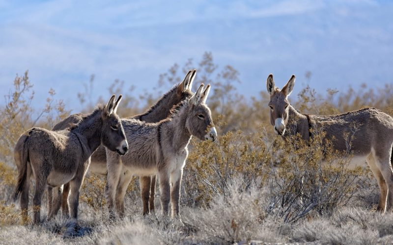 Justiça Federal reconhece legalidade do abate de jumentos no Brasil; caso divide opiniões