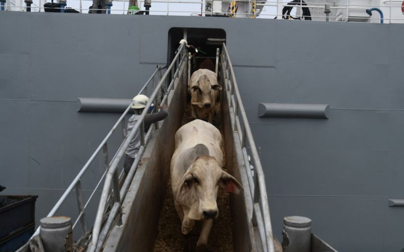 Exportação de gado vivo cresceu 5,53% em 2025 e bateu novo recorde