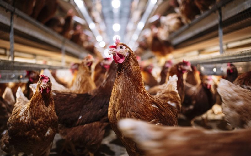 Gripe aviária: Brasil pede para China reduzir restrição à carne de frango