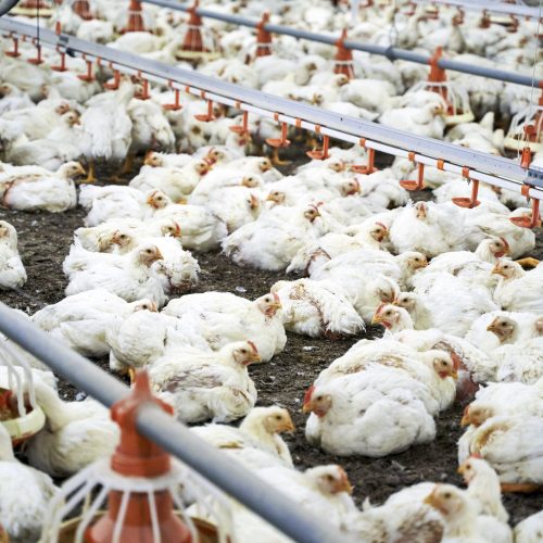 Indústria de aves descarta ajuste de oferta devido à gripe aviária