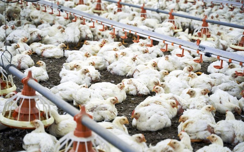 Indústria de aves descarta ajuste de oferta devido à gripe aviária