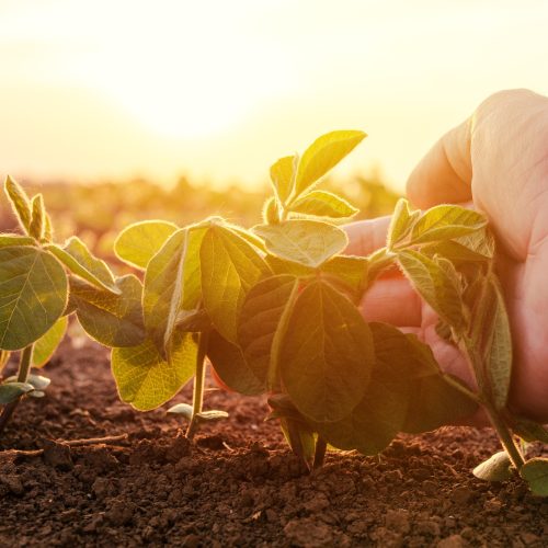 Agricultores familiares já renegociaram R$ 20,3 bilhões em dívidas dentro do Desenrola Rural