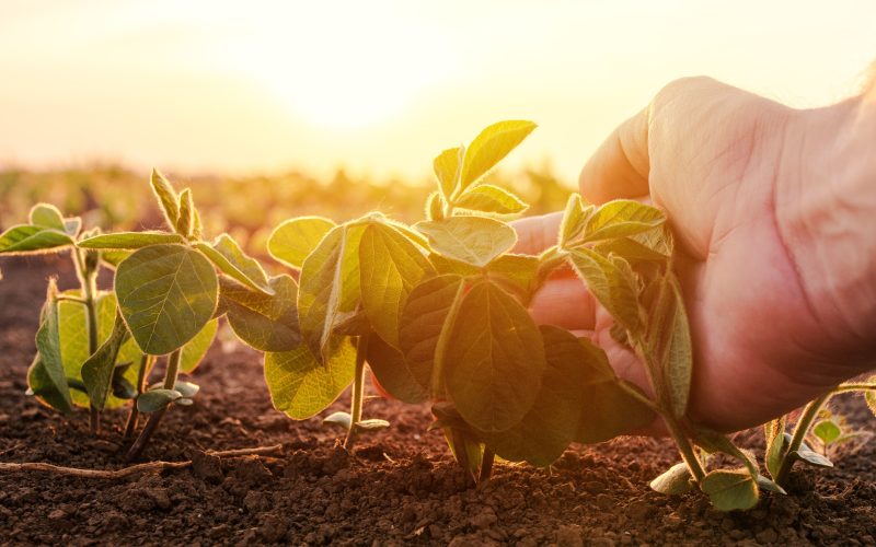 Agricultores familiares já renegociaram R$ 20,3 bilhões em dívidas dentro do Desenrola Rural