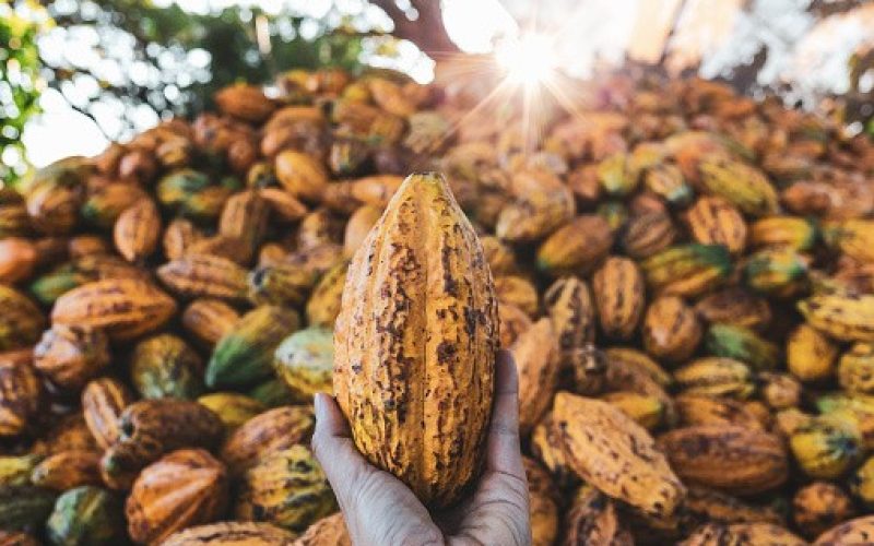 Cacau despenca em NY com melhora do clima em áreas produtoras