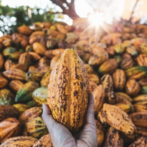 Preço do cacau ensaia reação e sobe em Nova York