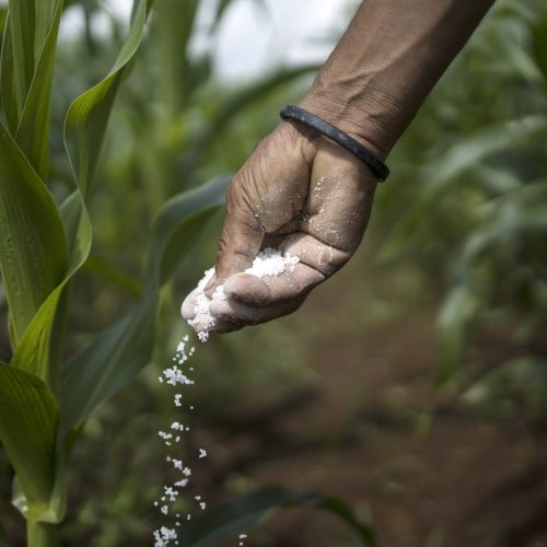 Faturamento do mercado de fertilizantes especiais cresceu 19% em 2024