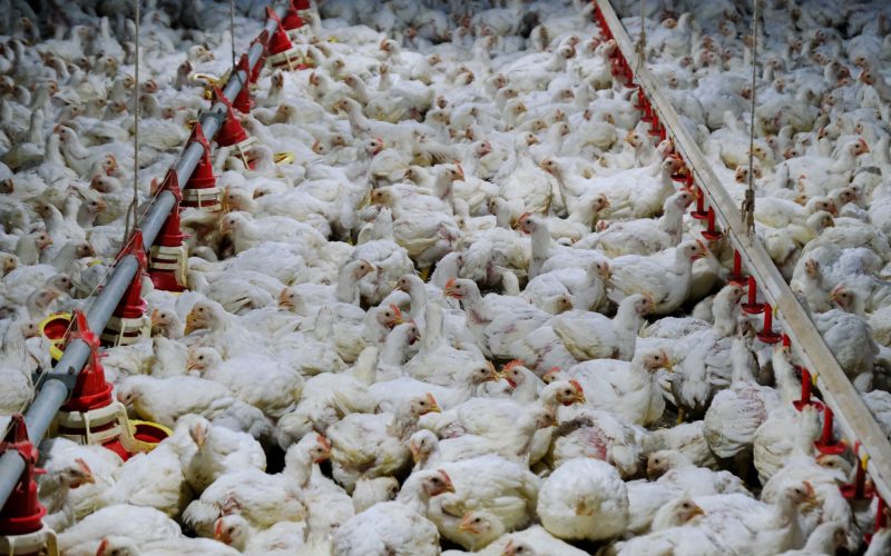 Brasil ainda não tem posição da China sobre embargo total à importação de produtos avícolas, diz Mapa