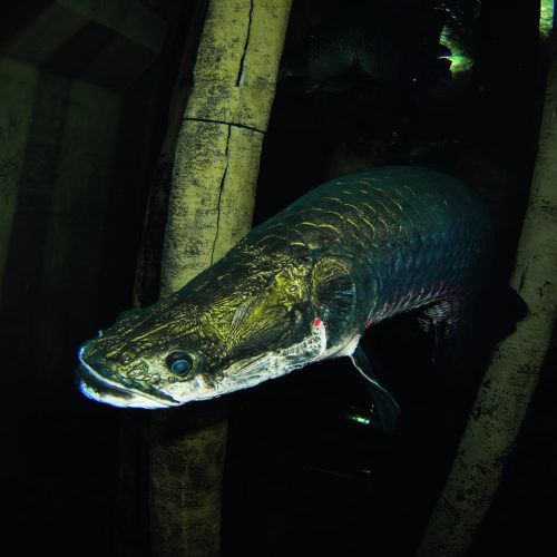 Como criar pirarucu, um dos maiores peixes de água doce do mundo