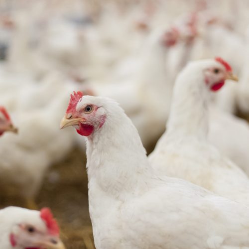 Gripe aviária no Brasil: veja tudo o que se sabe até agora