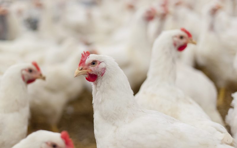 Gripe aviária: Índia e Albânia suspendem importações de frango do Brasil