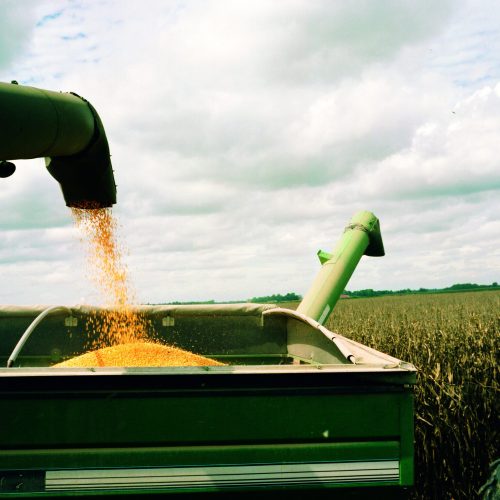 Preço do milho cai mais de 5% em Chicago com projeção de safra recorde