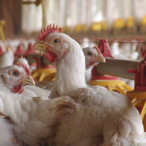 Brasil investiga mais duas suspeitas de gripe aviária em granjas comerciais