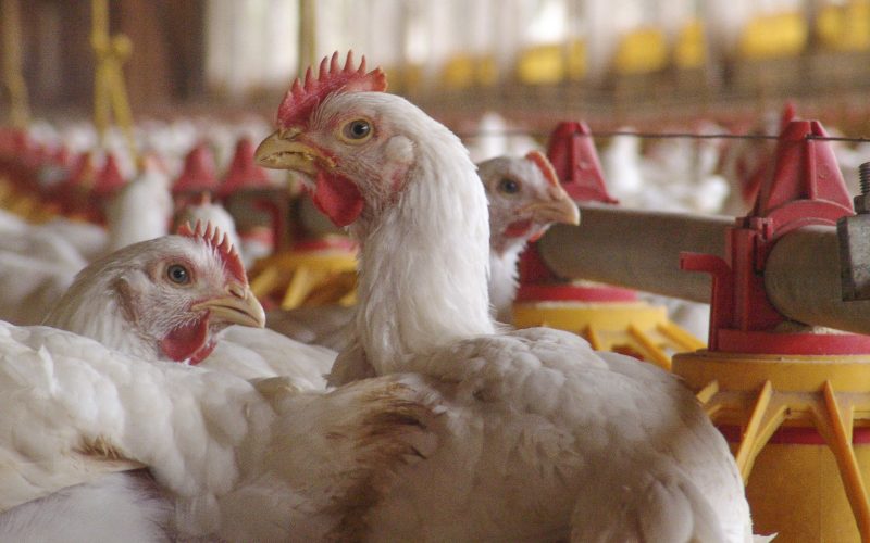 Por que países suspenderam a importação de frango e ovos do Brasil? Entenda