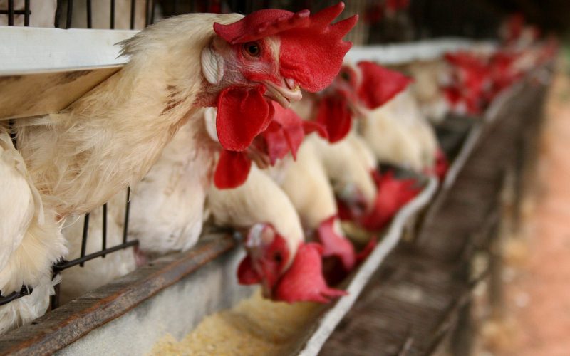 PIB e balança comercial não devem ser tão afetados pela gripe aviária, diz presidente do BRP