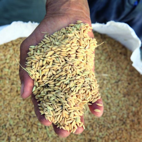 Conab destinará R$ 167 milhões para apoiar comercialização de arroz e trigo; ouça o comentário