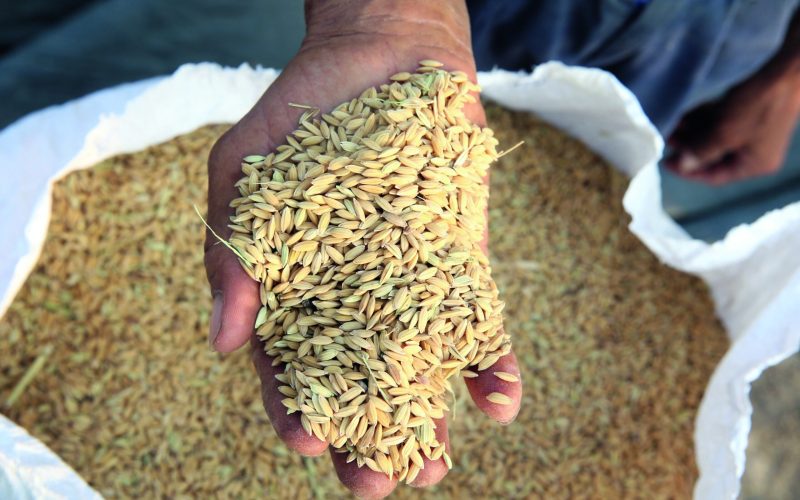 Conab destinará R$ 167 milhões para apoiar comercialização de arroz e trigo; ouça o comentário