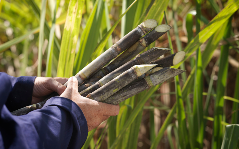 Clima beneficia plantio de cana no Nordeste, mas rendimento é uma incógnita